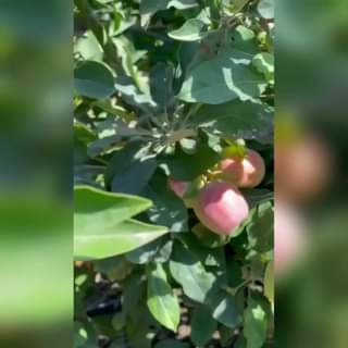 It is apple season in #Gaza! 
 Video shot by Abdelhakeem Abu Riash in Beit Lahia...